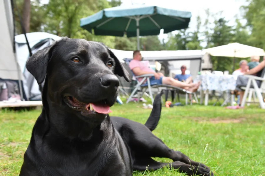 Camping mit Hund Ommen