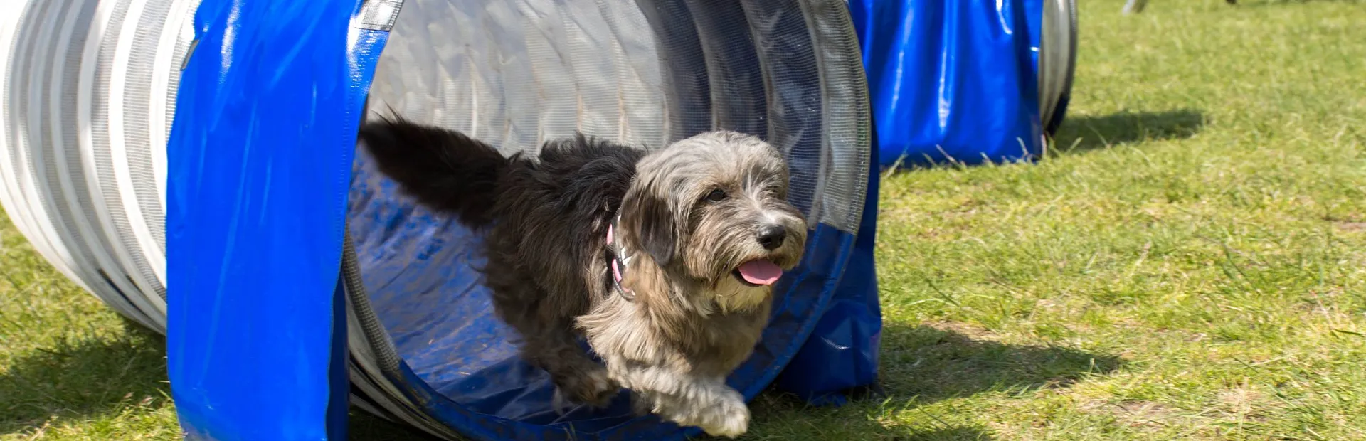 Camping Veluwe mit Hund 7