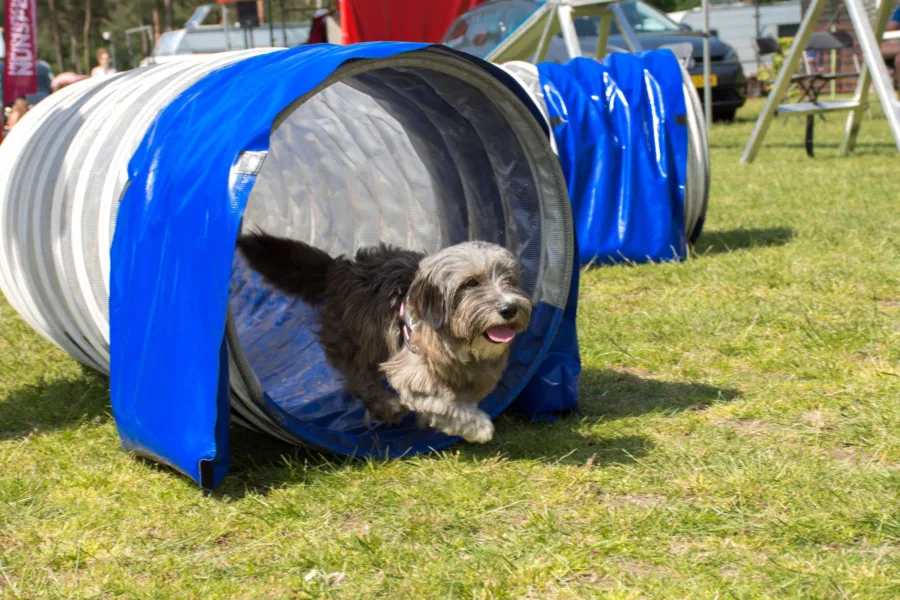 Camping Veluwe mit Hund 7