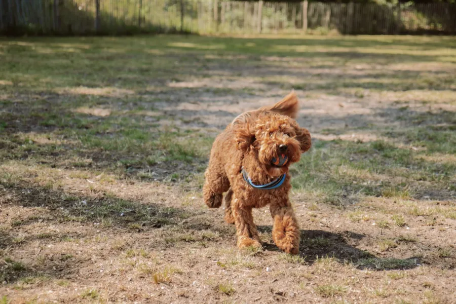 Camping mit Hund Hundedusche 11