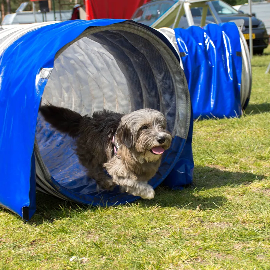 Camping Veluwe mit Hund 7