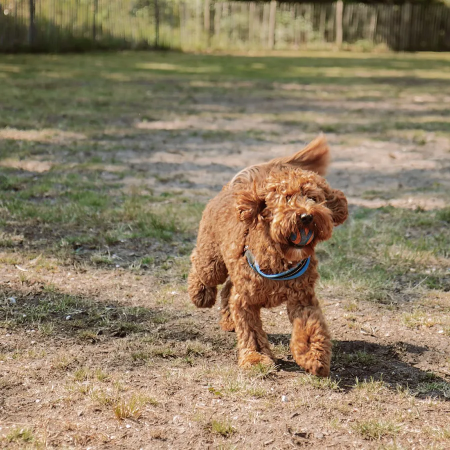 Camping mit Hund Hundedusche 11