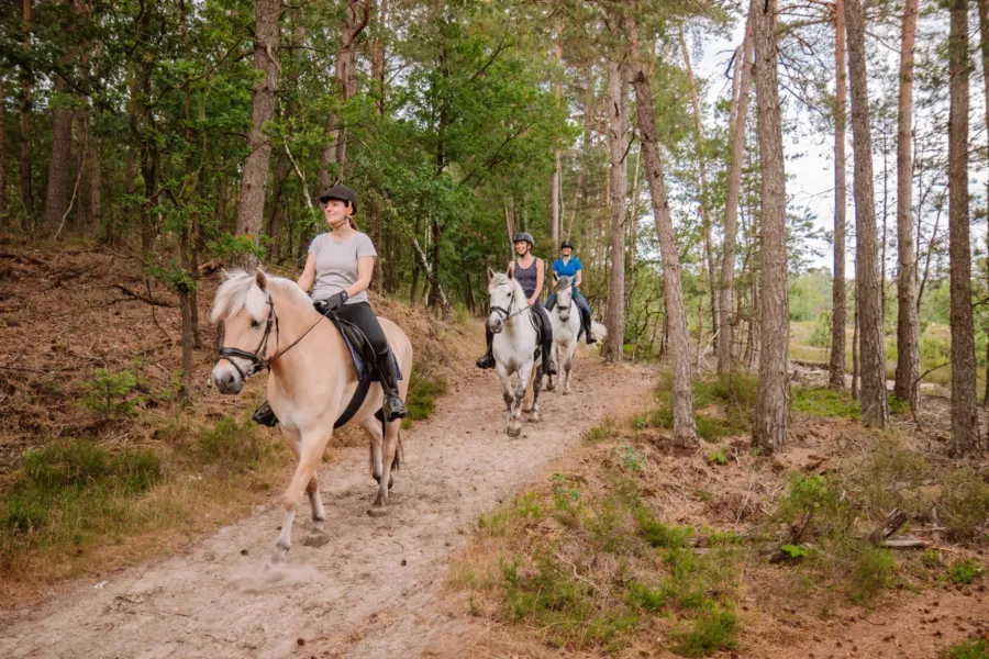 Campingplatz mit Reitschule und Internat 12