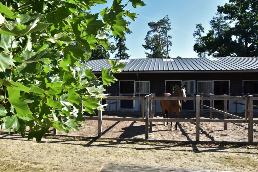 Urlaub mit Pferd Veluwe Samoza 27