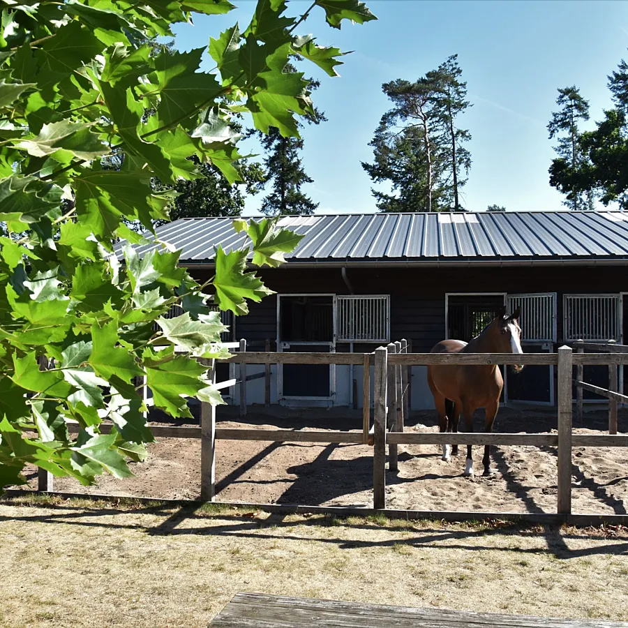 Urlaub mit Pferd Veluwe Samoza 27