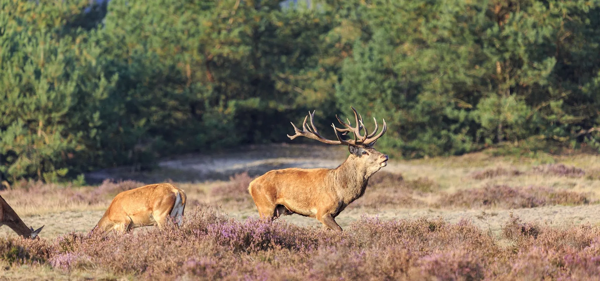 Campingplatz Veluwe area 2