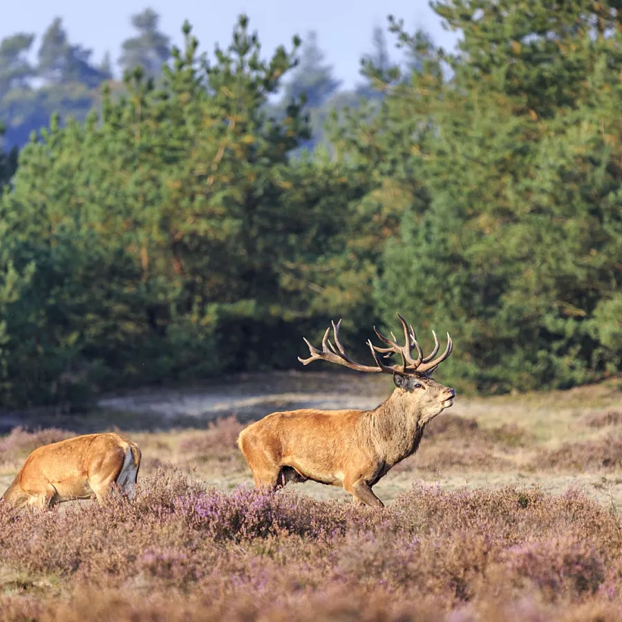 Campingplatz Veluwe area 2