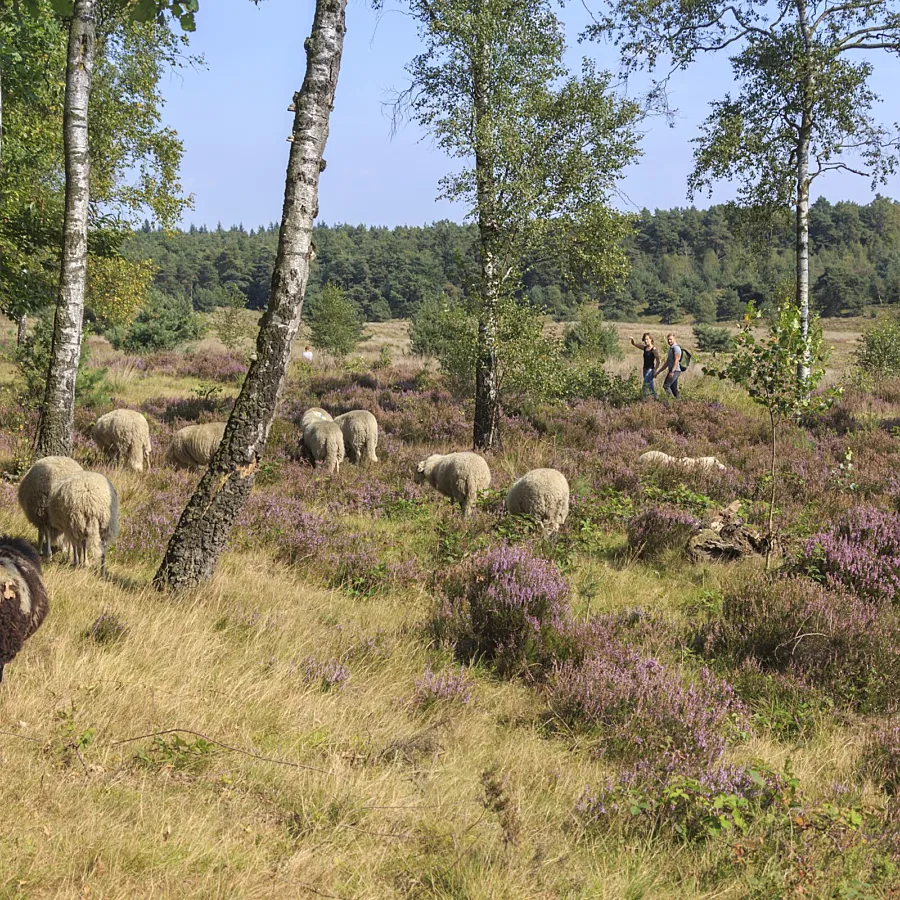 Campingplatz Veluwe area 8