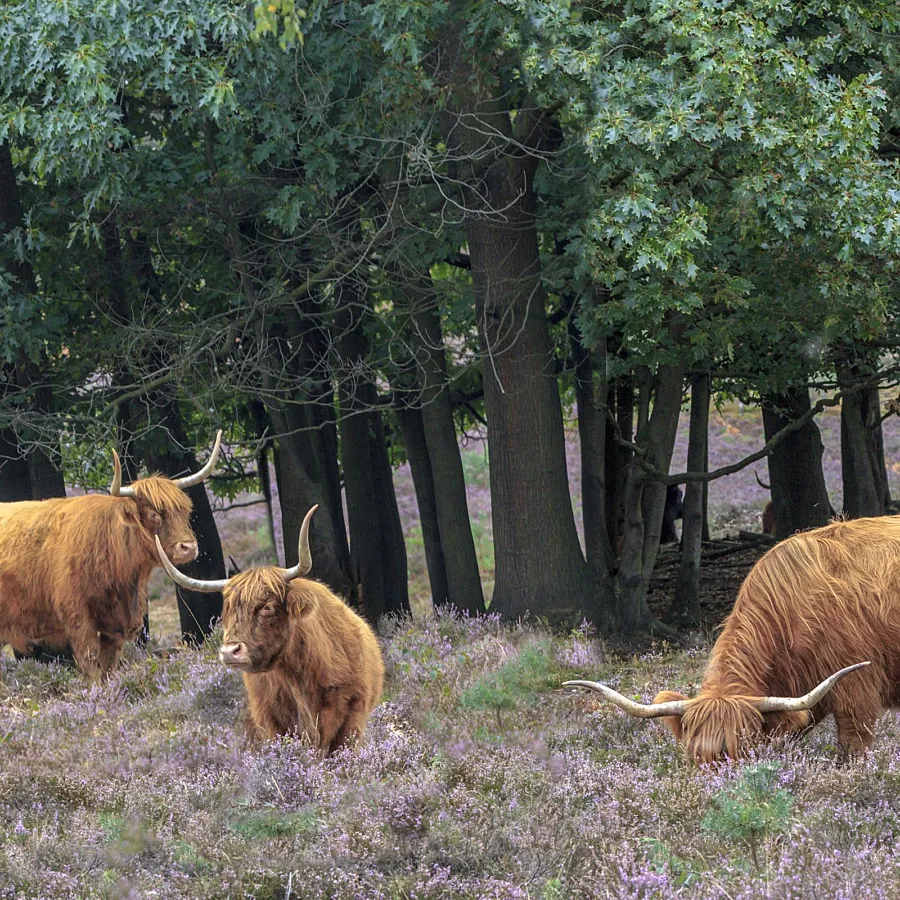 Campingplatz Veluwe area 9