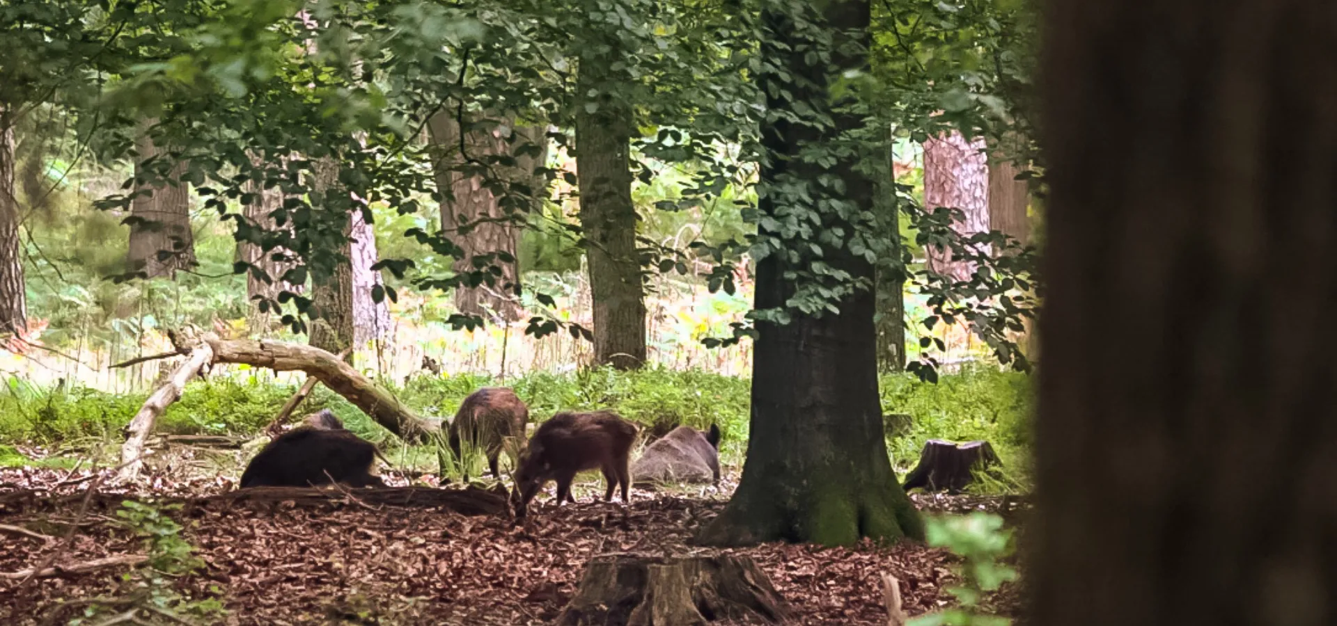 Camping Veluwe Fahrradpaket Veluwe