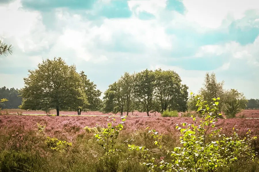 Campingplatz Veluwe Natur 7