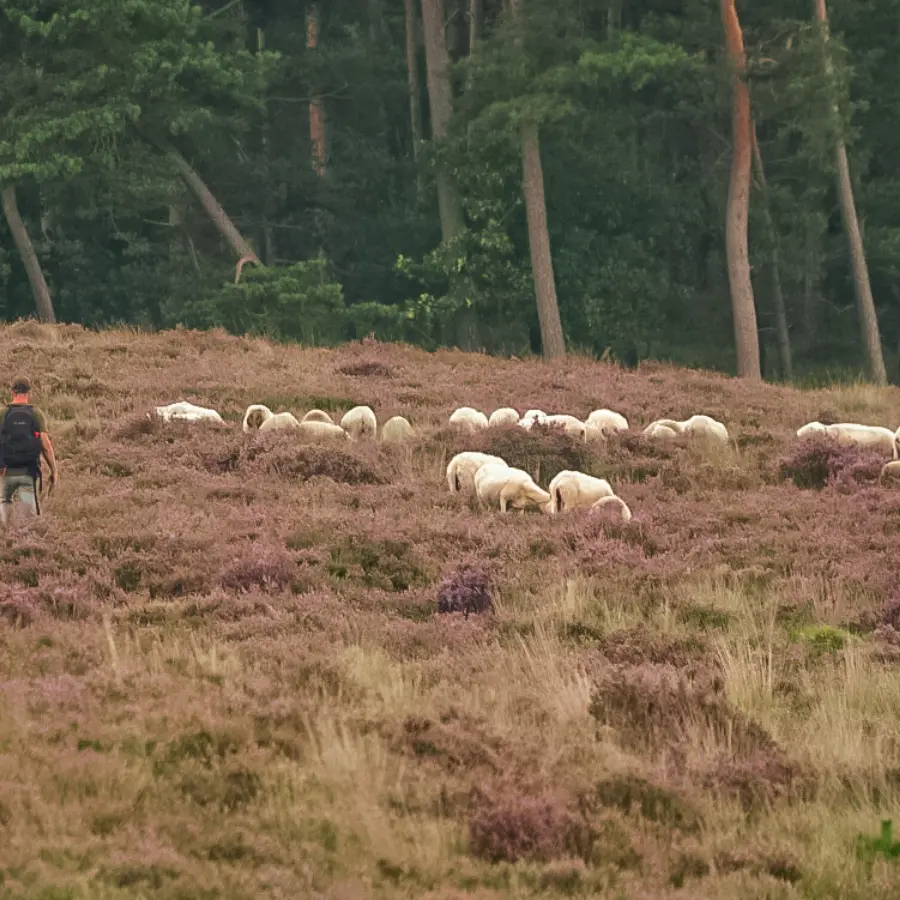 Campingplatz Veluwe Natur 3