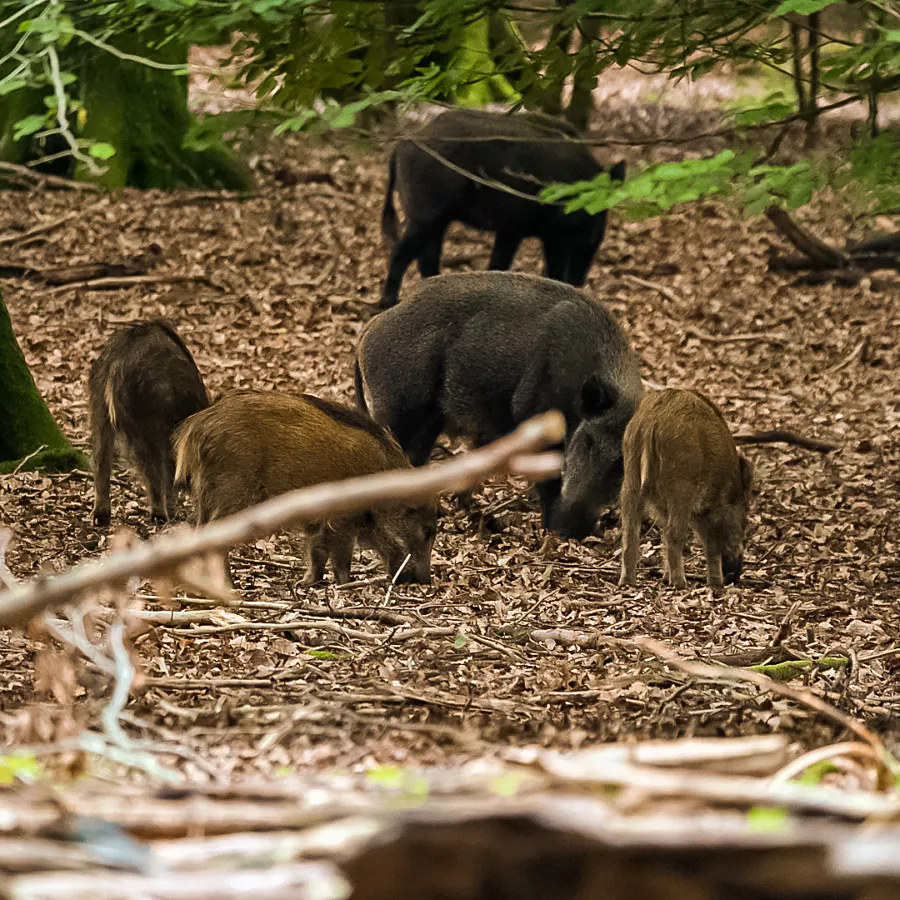 Campingplatz Veluwe Natur 5