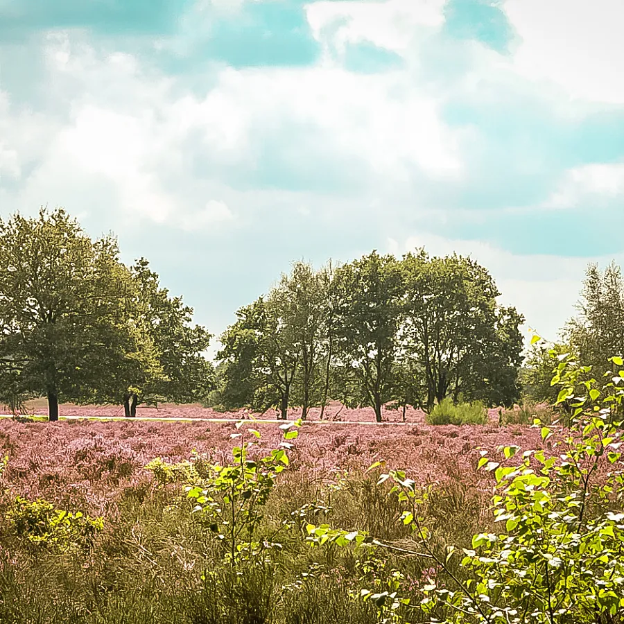 Campingplatz Veluwe Natur 7