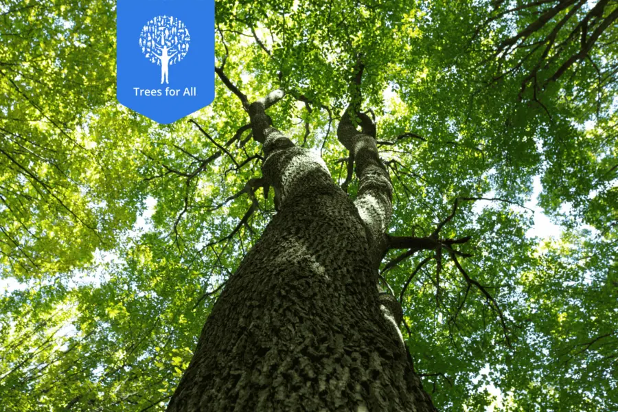 Bäume für alle NL 2026